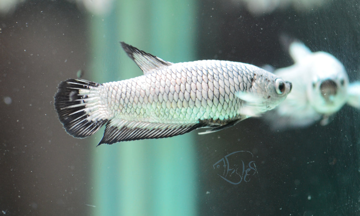 Black Dragon HMPK Female