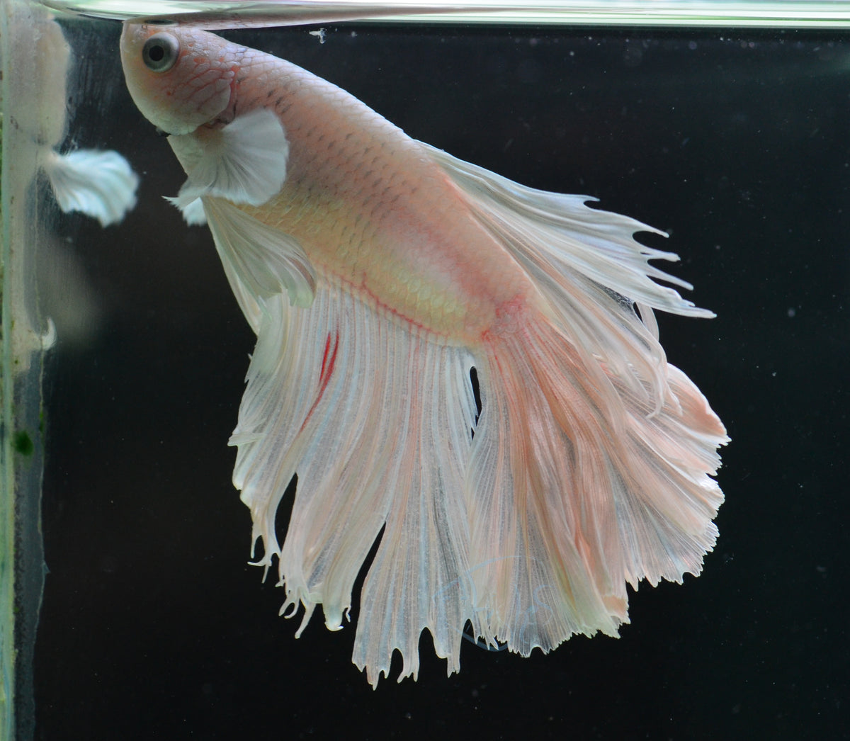 Platinum Halfmoon Male