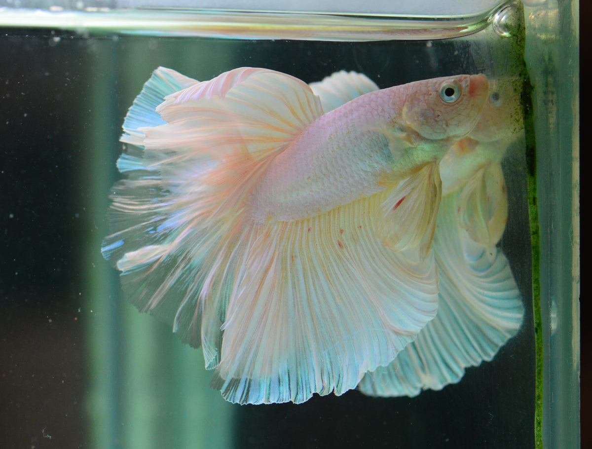 Platinum Halfmoon Male