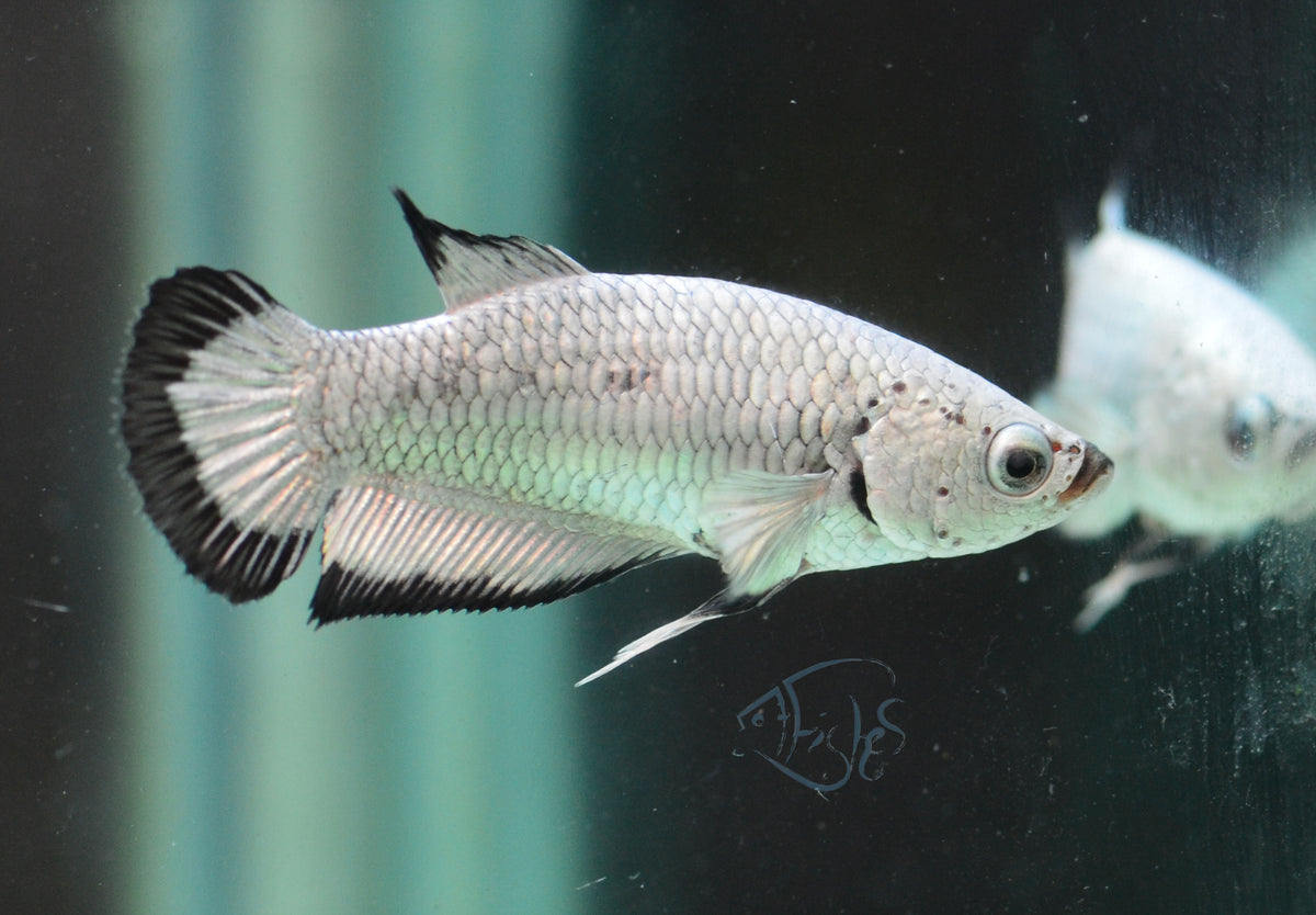 Black Dragon HMPK Female