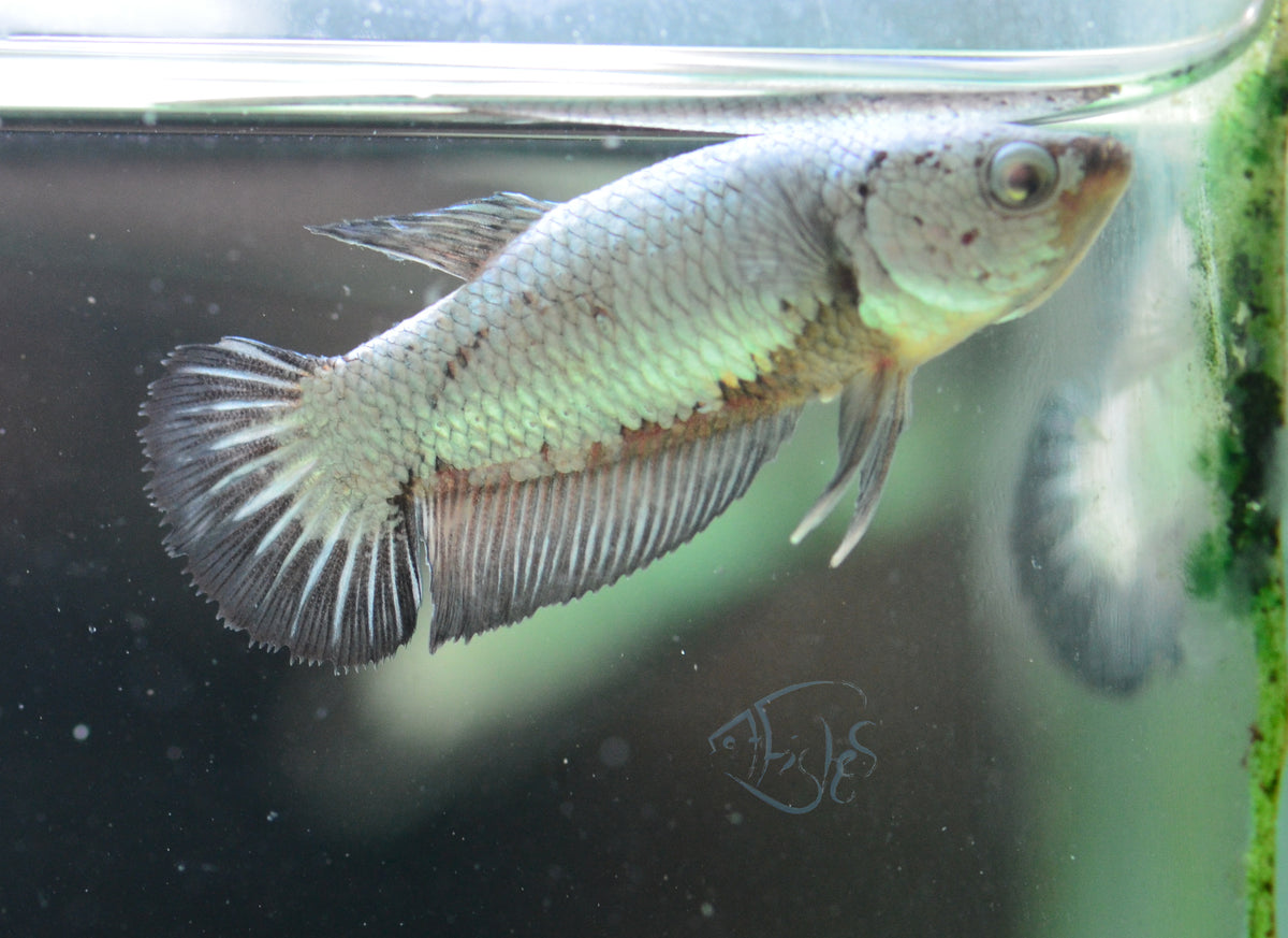 Black Dragon HMPK Female