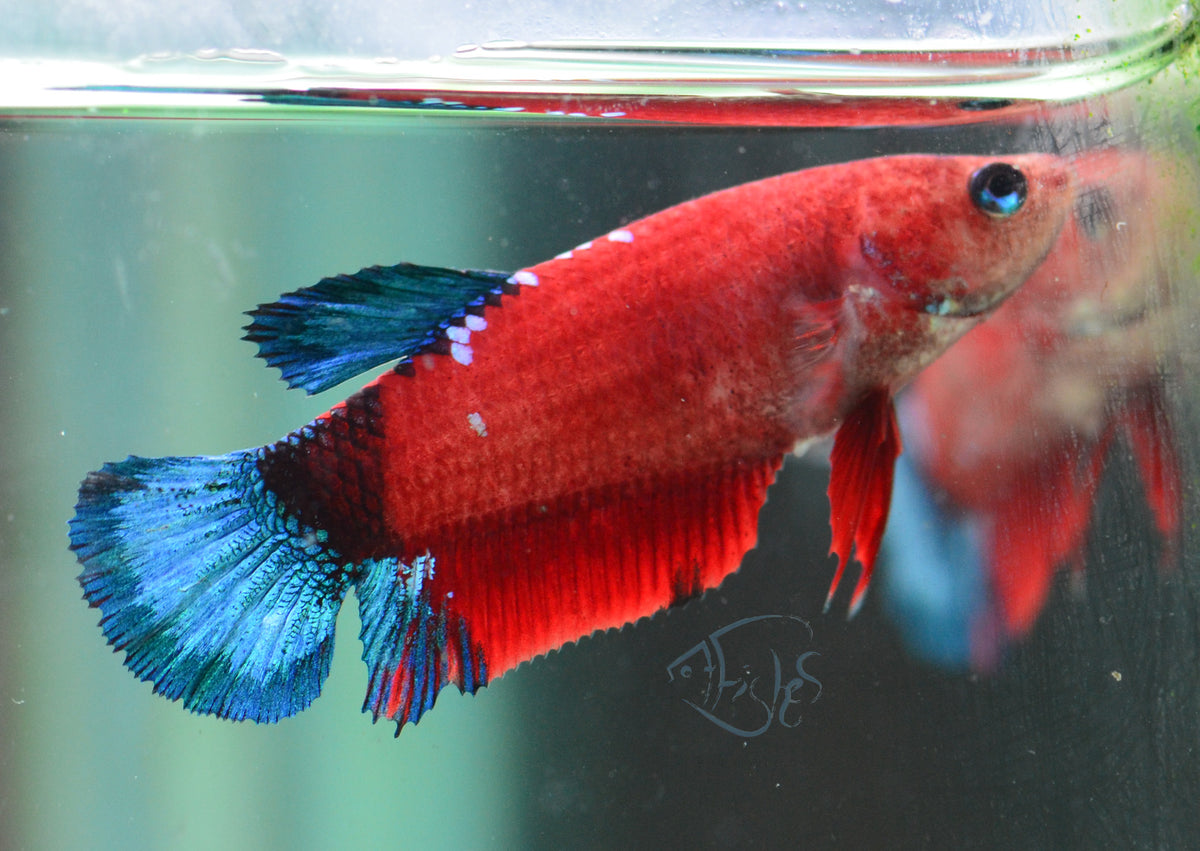 Red Hellboy HMPK Female