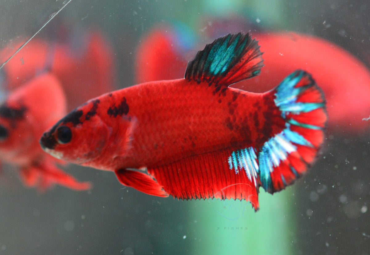 Red Hellboy HMPK Female