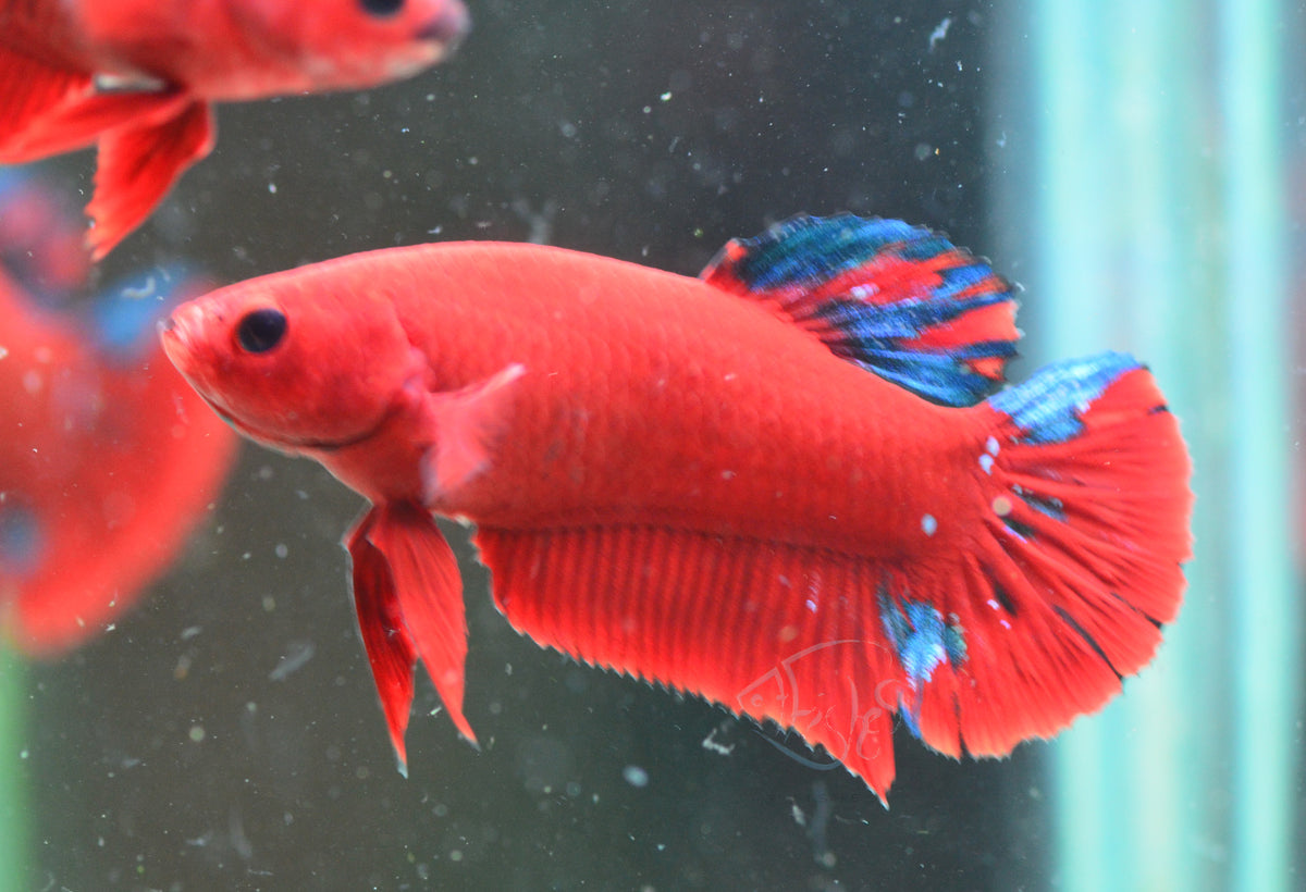 Red Hellboy HMPK Female