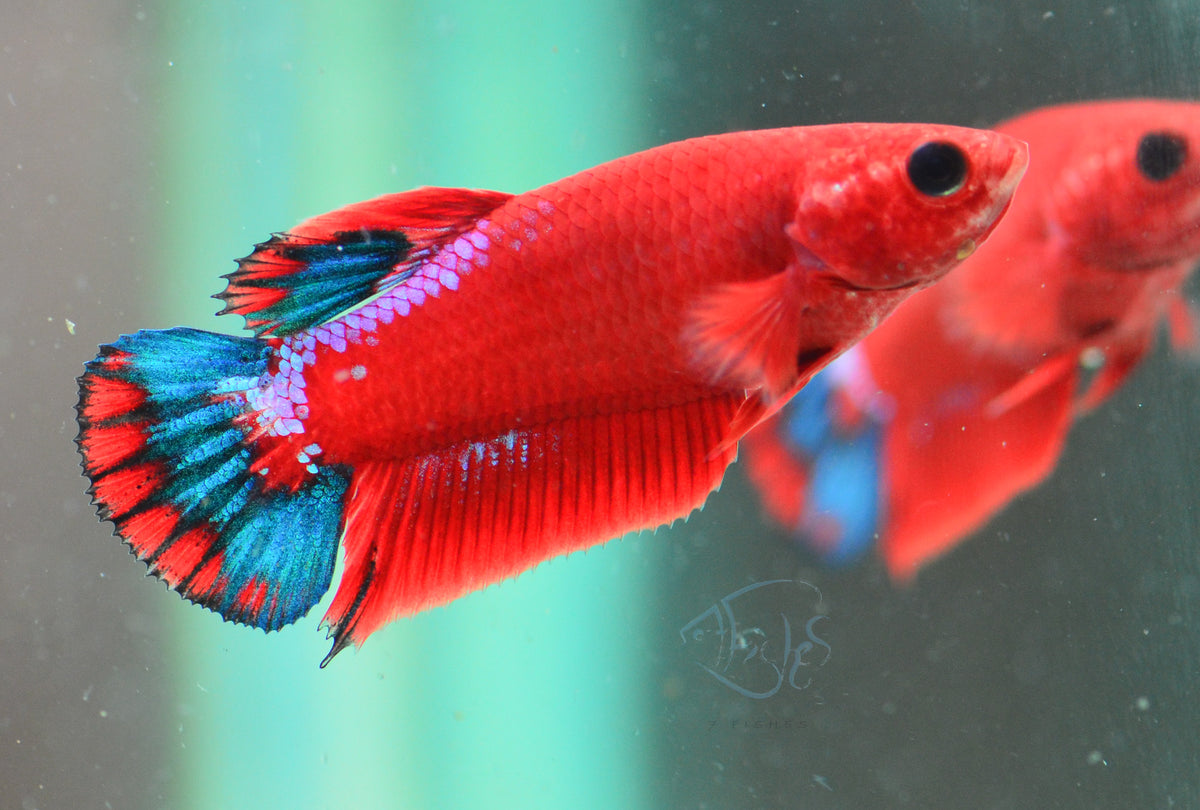 Red Hellboy HMPK Female