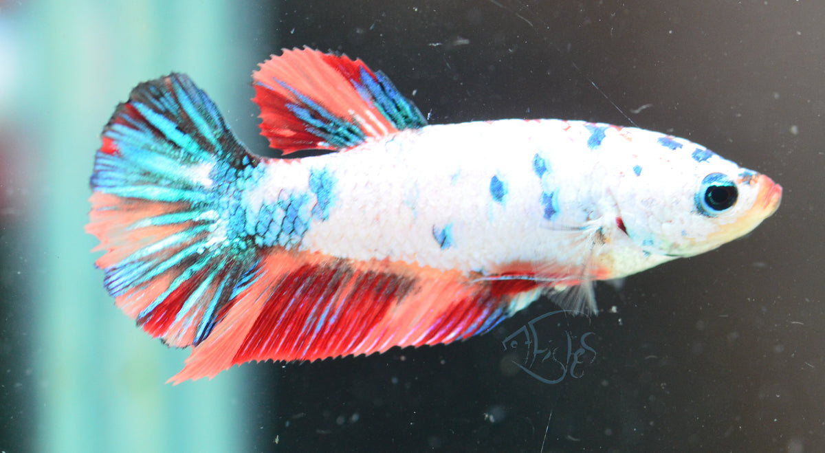Candy HMPK Female