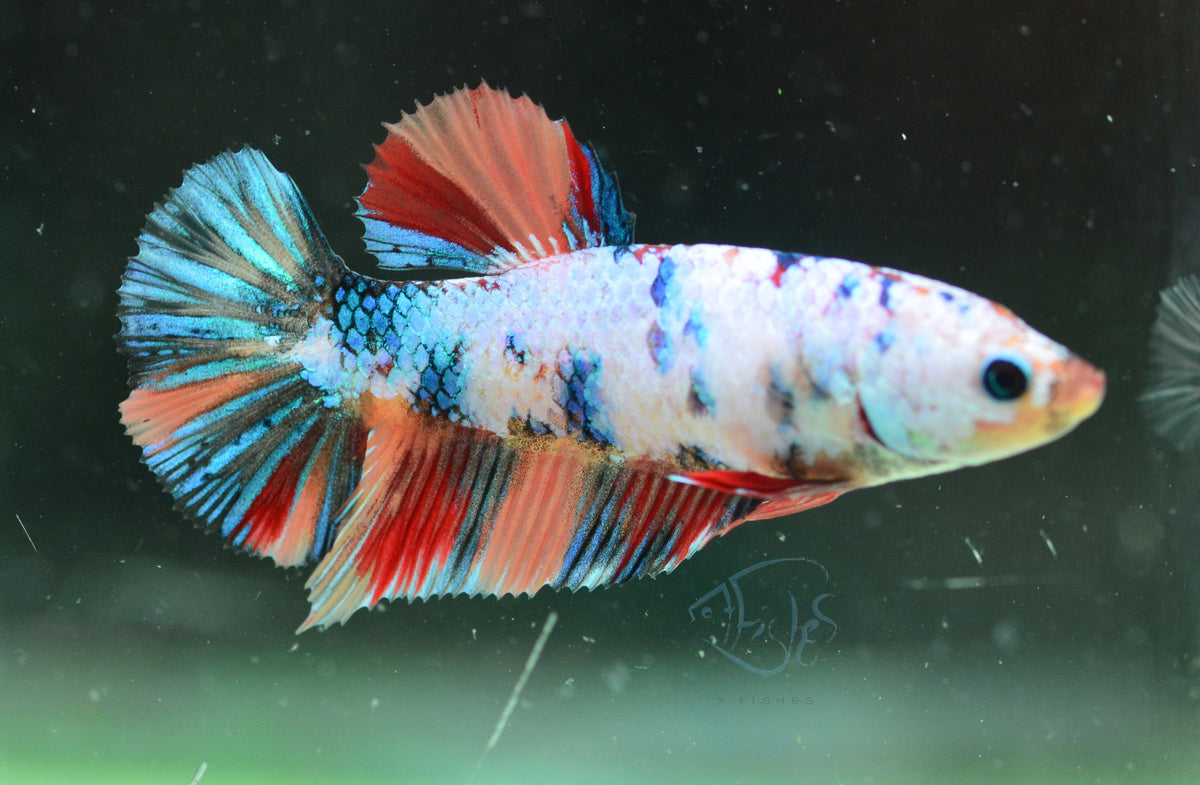 Candy HMPK Female