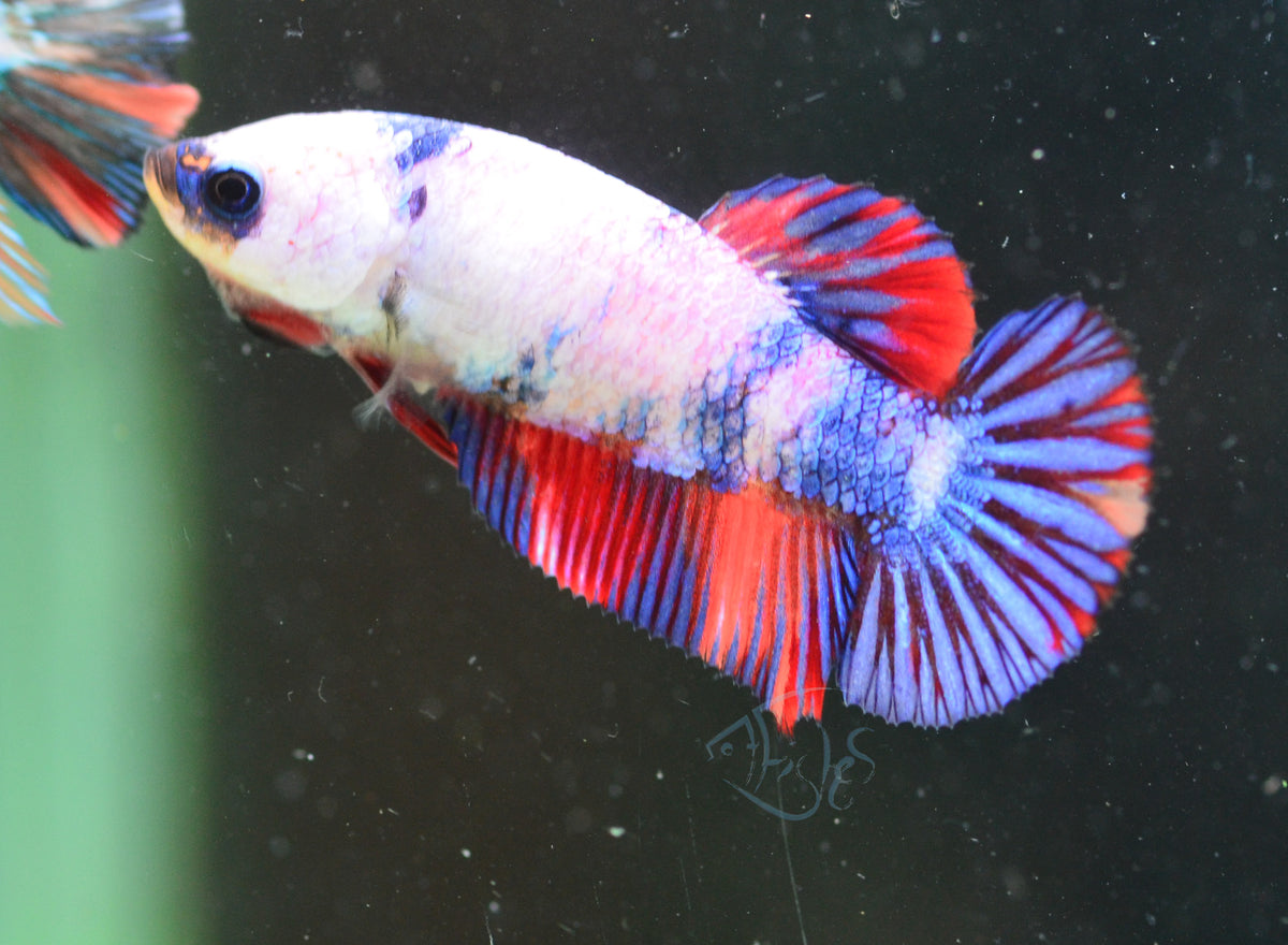 Candy HMPK Female