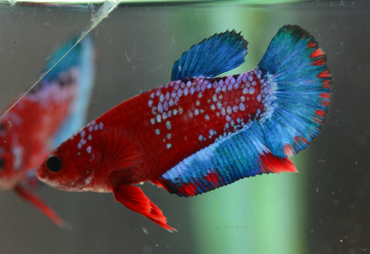 Red Hellboy HMPK Female