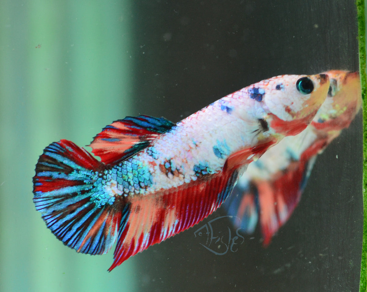 Candy HMPK Female