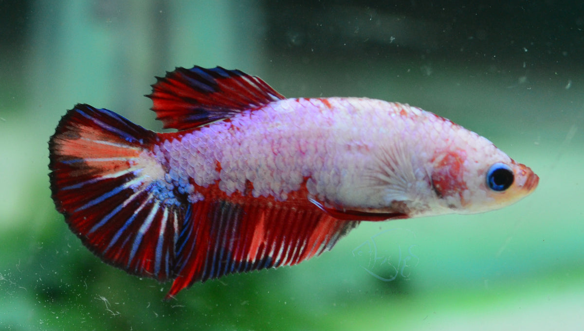 Candy HMPK Female