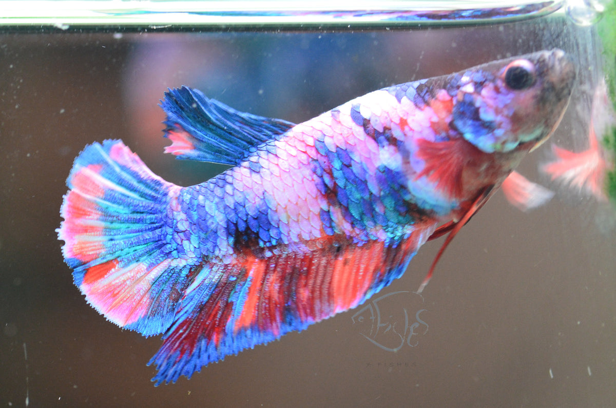 Candy HMPK Female