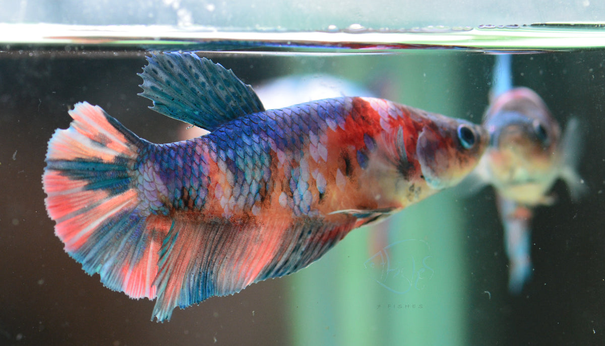 Candy HMPK Female