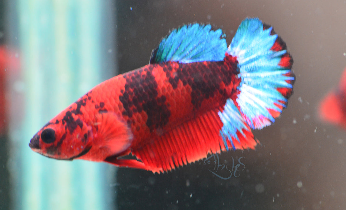 Red Hellboy HMPK Female