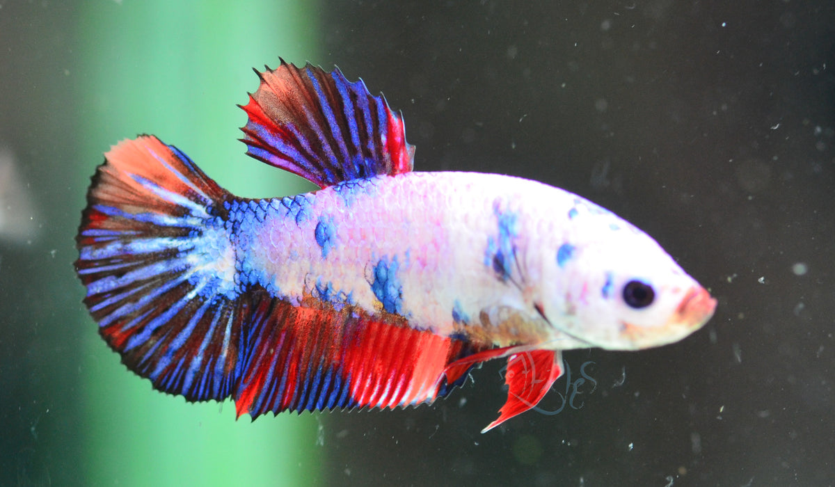 Candy HMPK Female