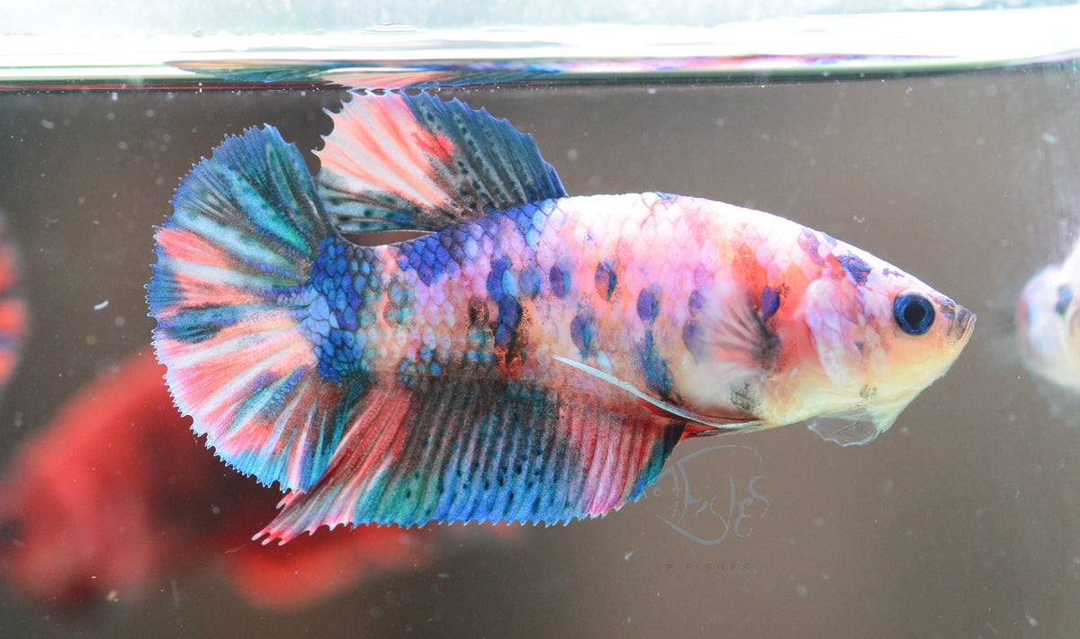 Candy HMPK Female