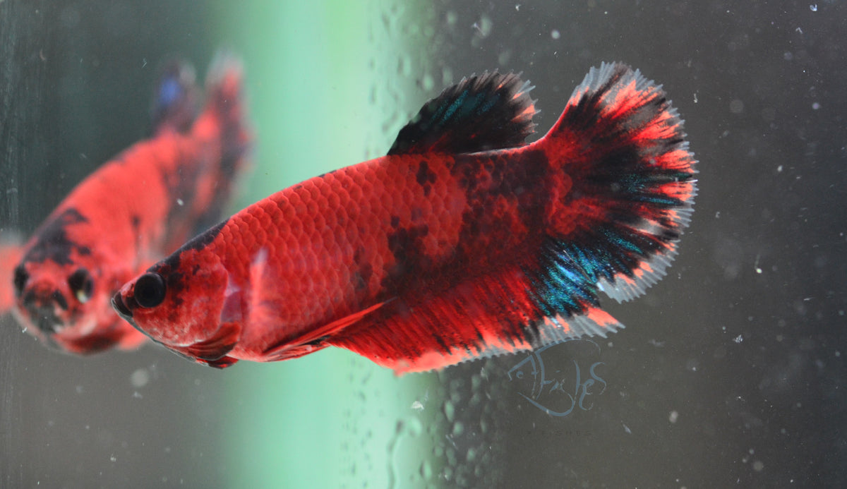 Red Hellboy HMPK Female