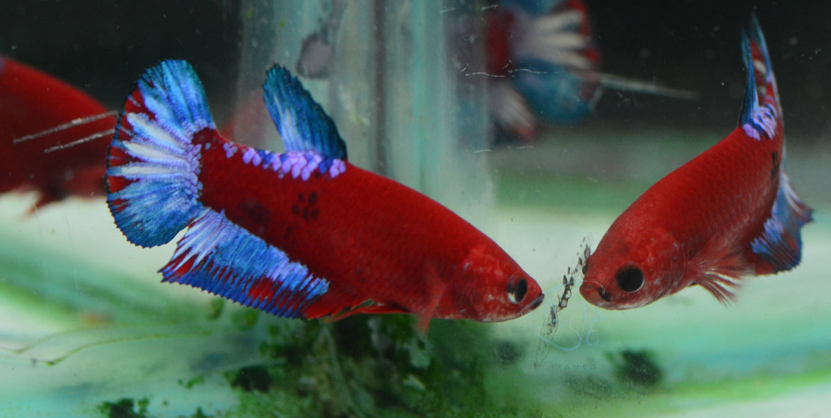 Red Hellboy HMPK Female