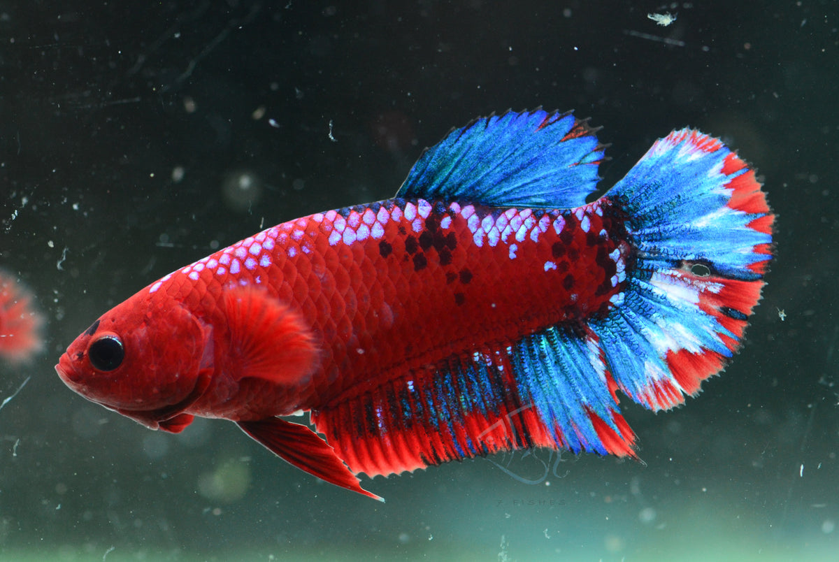 Red Hellboy HMPK Female