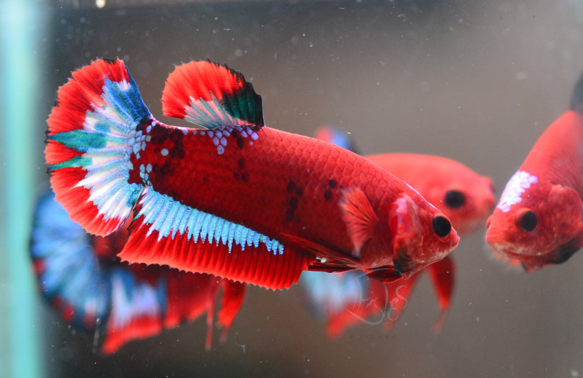 Red Hellboy HMPK Female