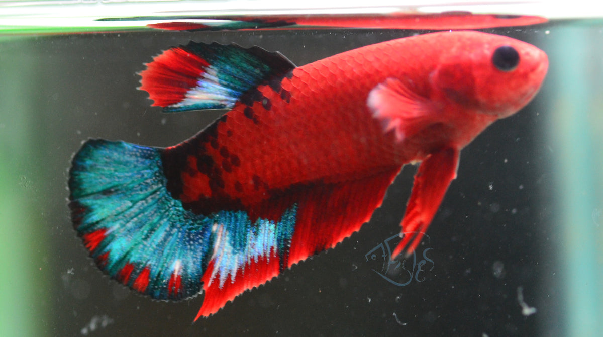Red Hellboy HMPK Female