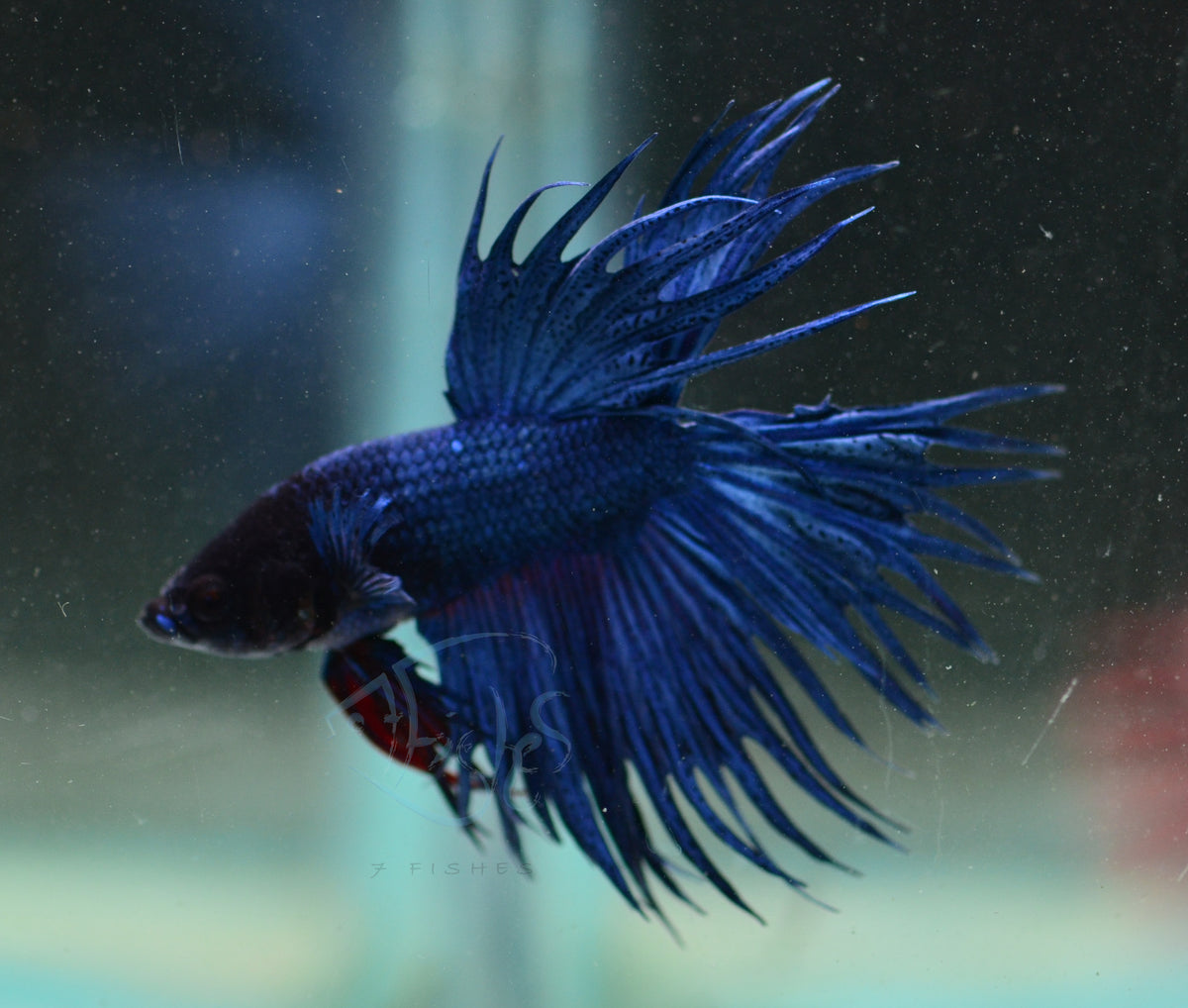 Blue Crowntail Male