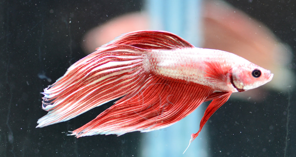 Copper Red Veiltail Male