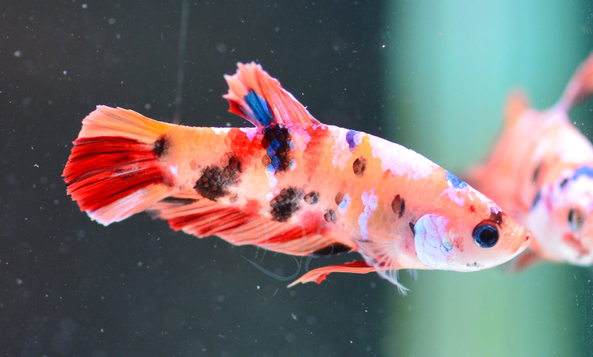 Nemo HMPK Female