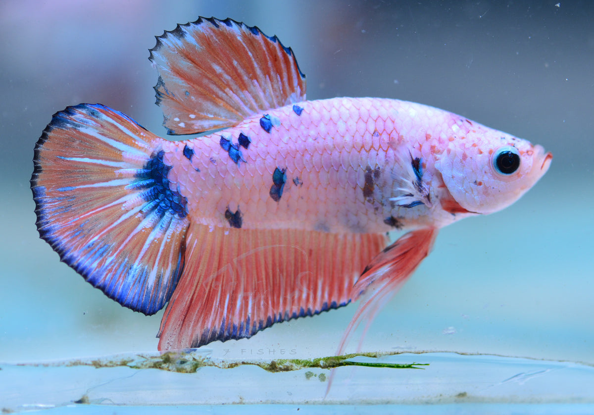Pink Marble HMPK Male