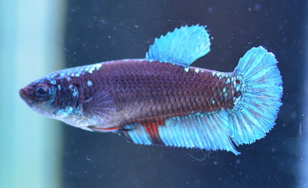 Black Light HMPK Female