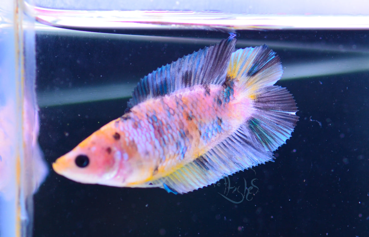 Yellow Galaxy DTPK Female