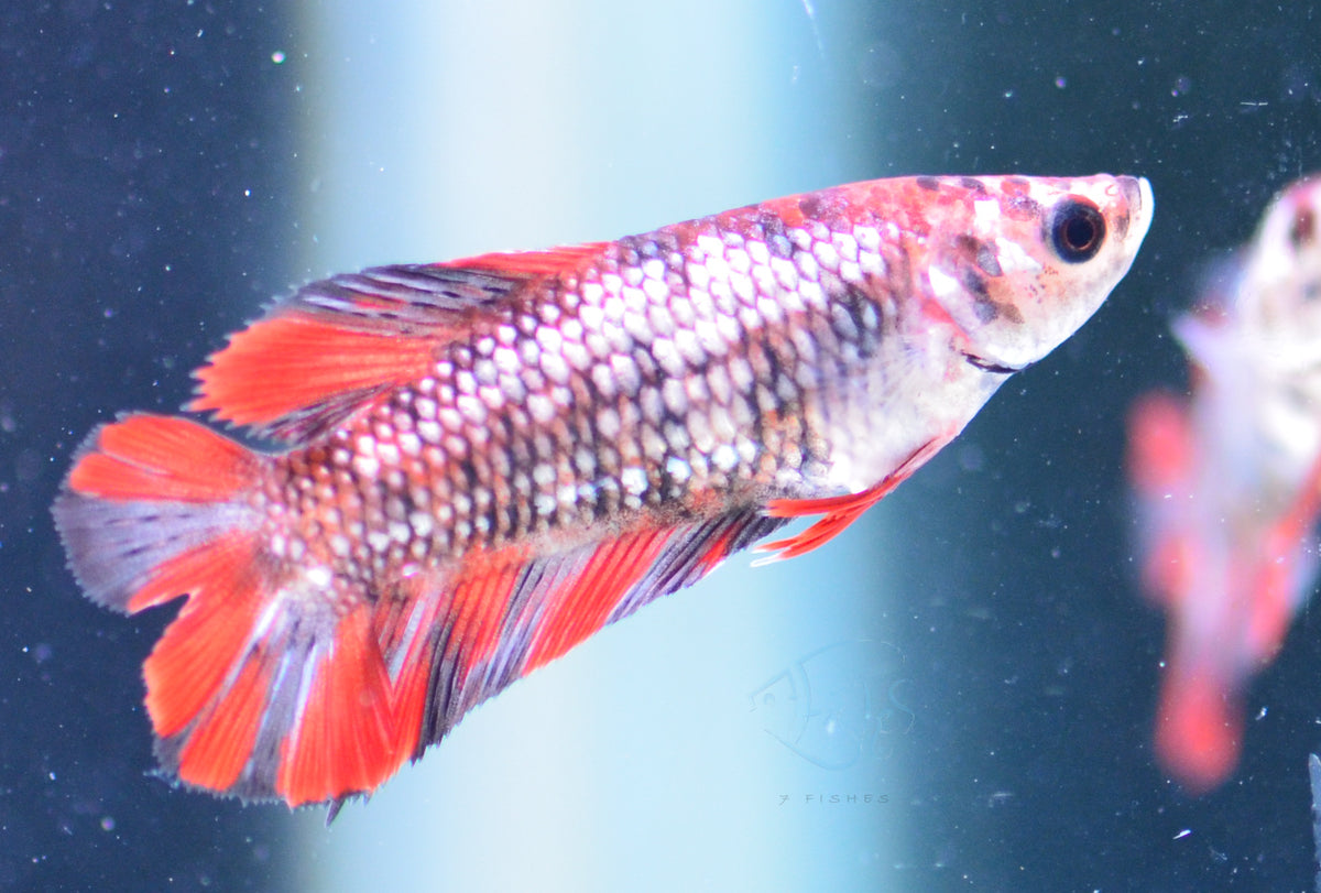 Red Galaxy DTPK Female