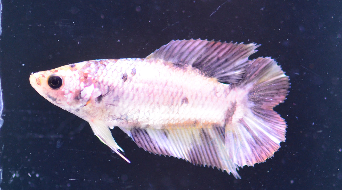 Copper Koi DTPK Female