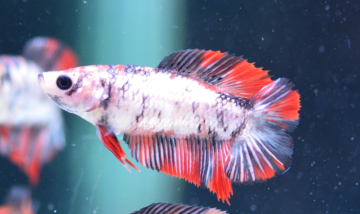 Copper Koi DTPK Female