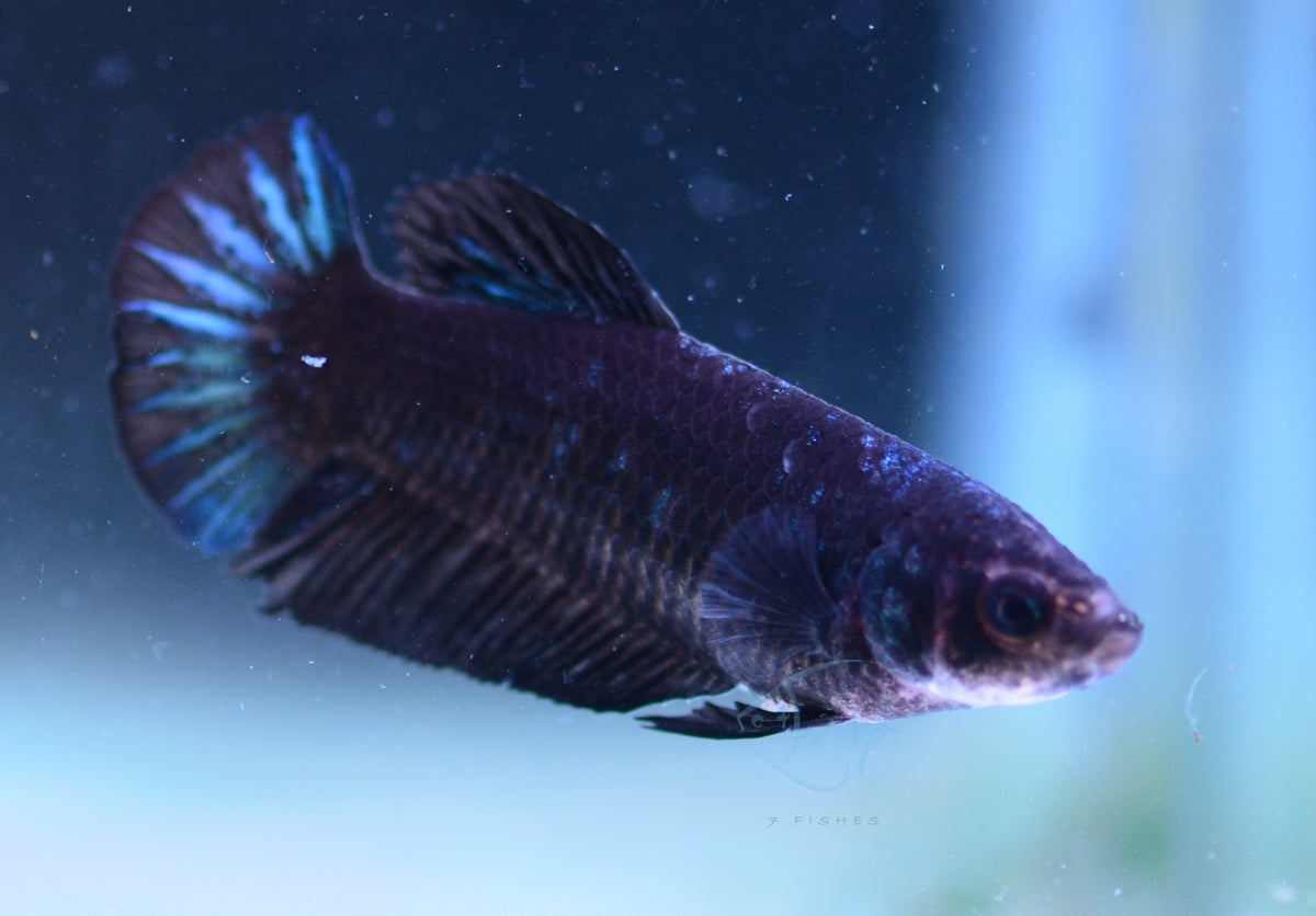 Black Light HMPK Female