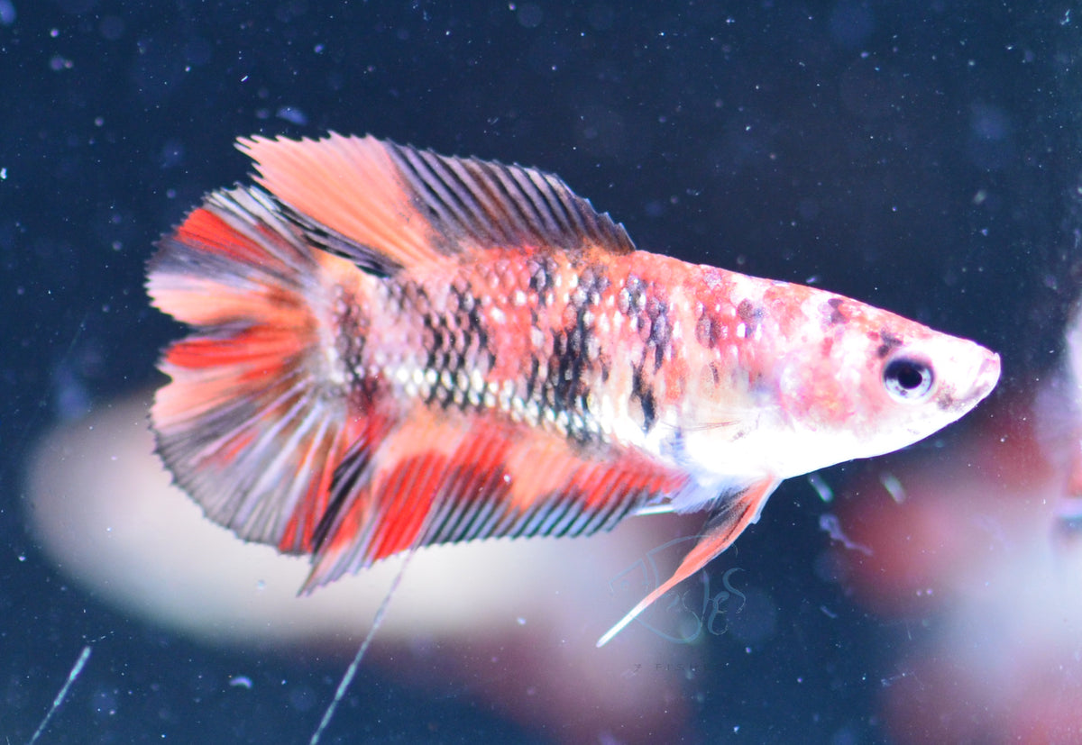 Copper Koi DTPK Female