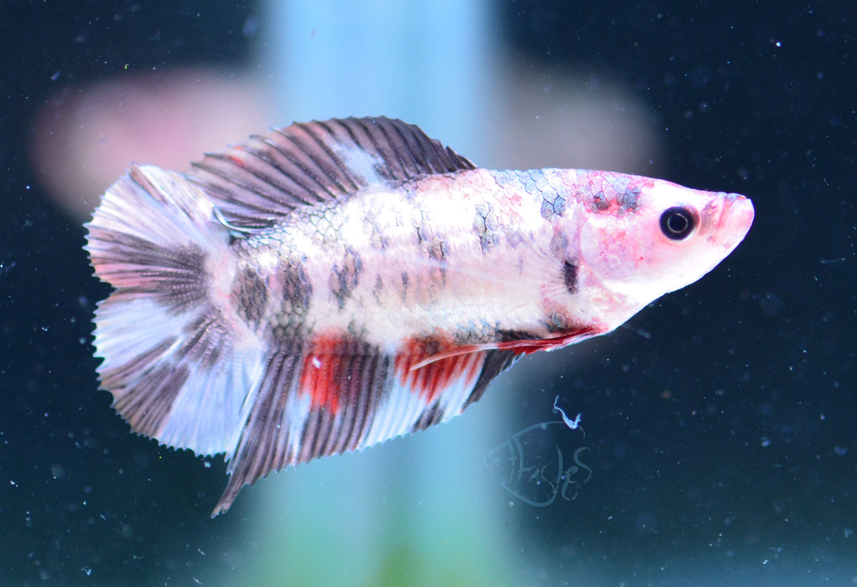 Copper Koi DTPK Female