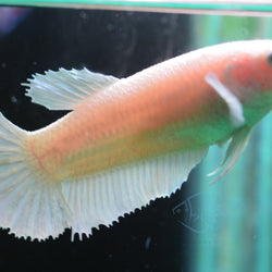 24K Gold HMPK Female