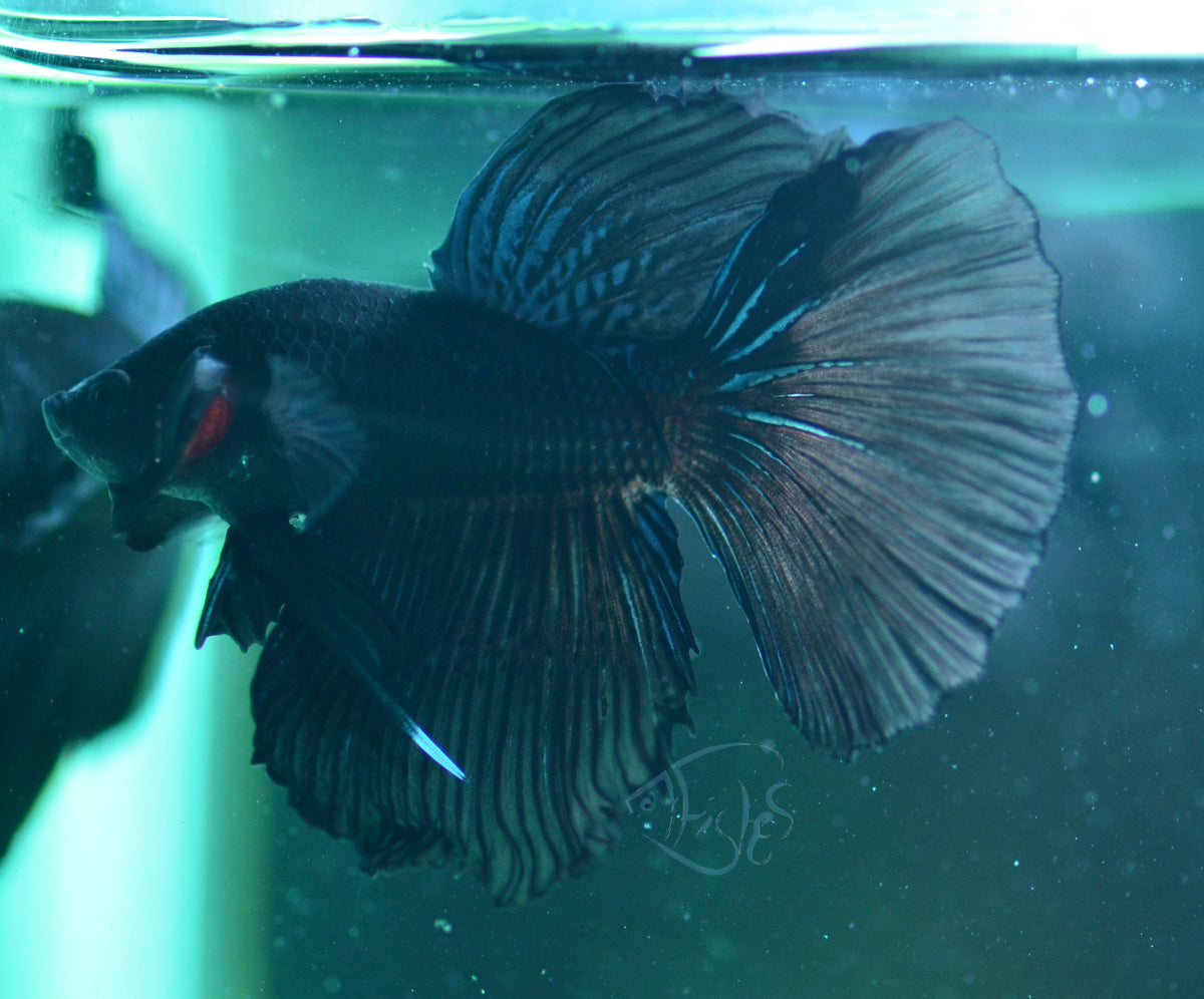 Blue Black Delta-tail Male