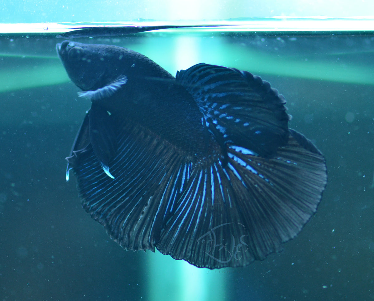 Blue Black Delta-tail Male