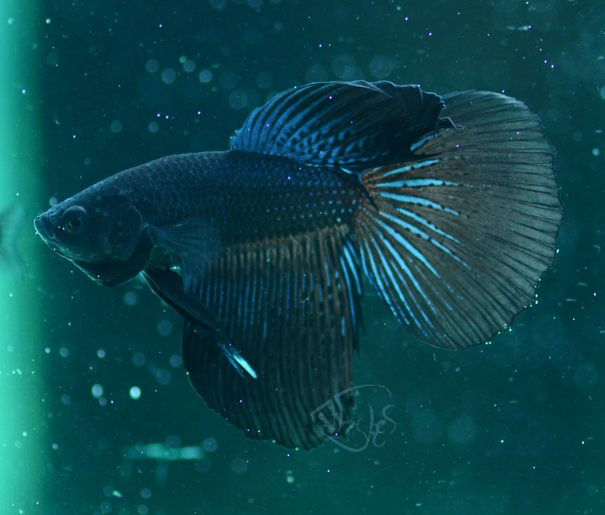 Blue Black Delta-tail Male