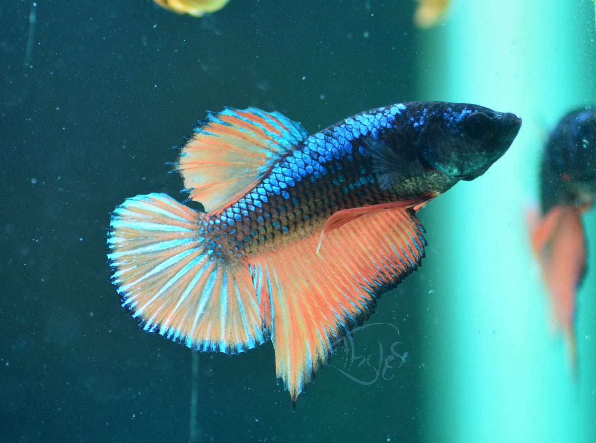 Orange Flame HMPK Male