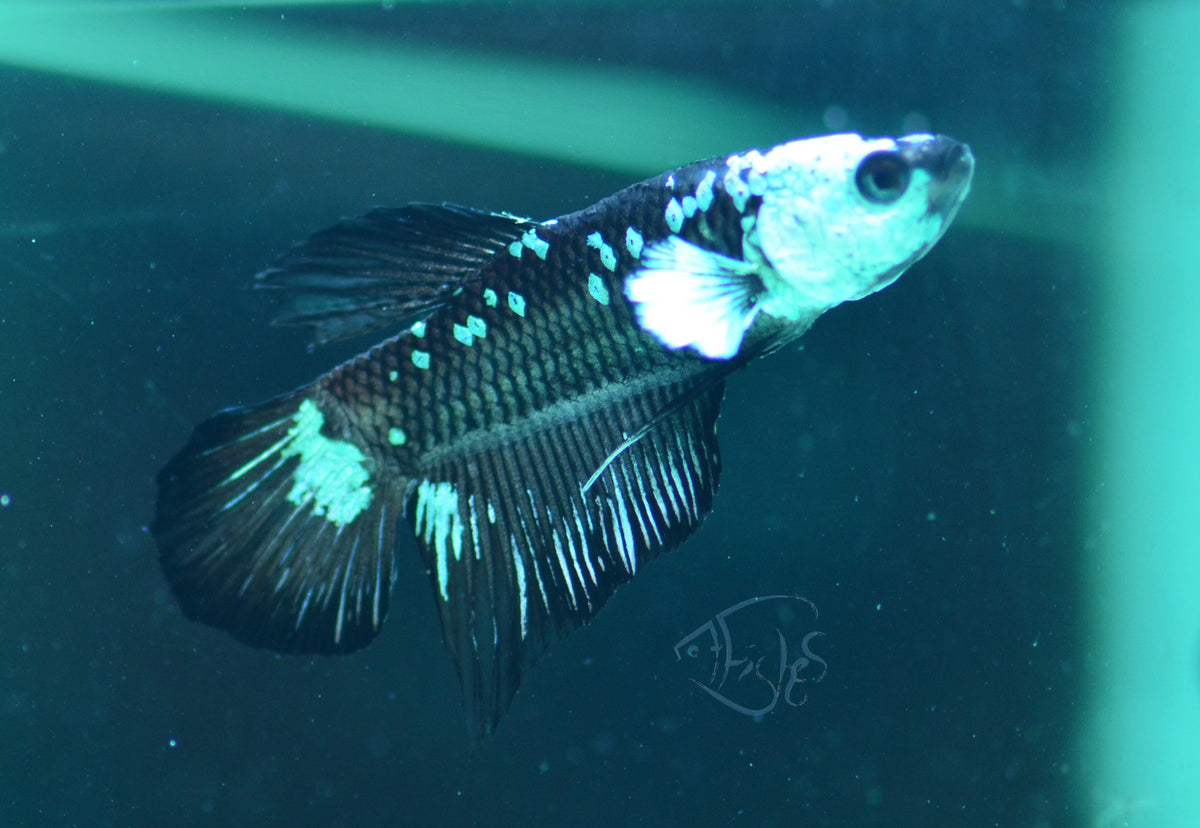 Black Samurai HMPK Male