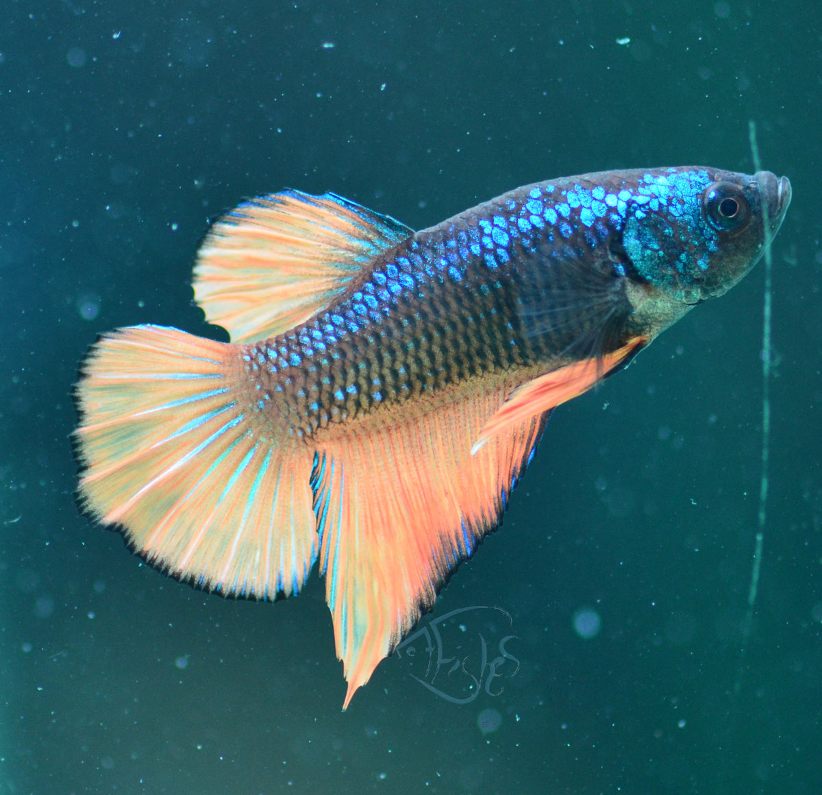 Orange Flame HMPK Male