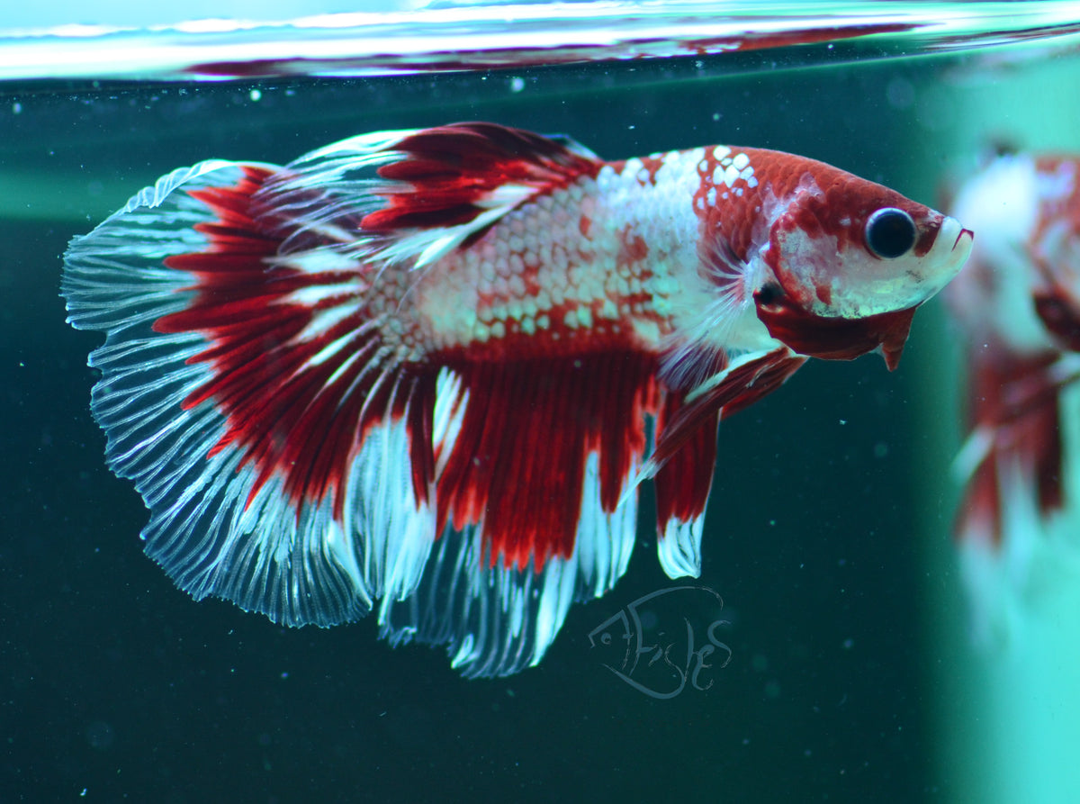 Copper Red Fancy Delta-tail Male