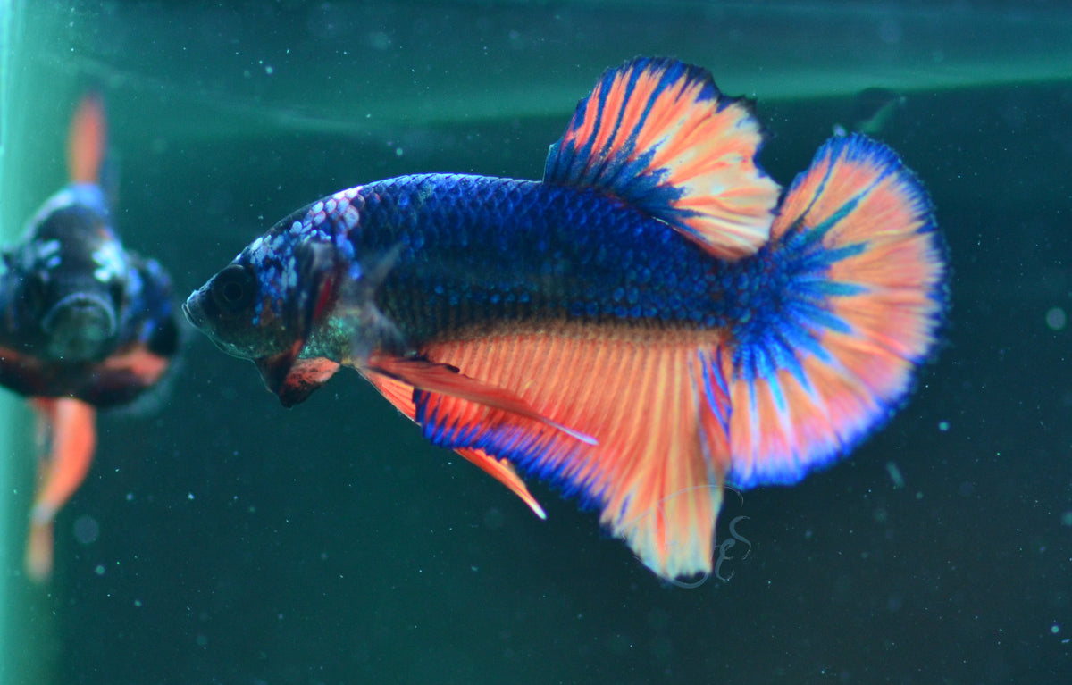 Orange Flame HMPK Male