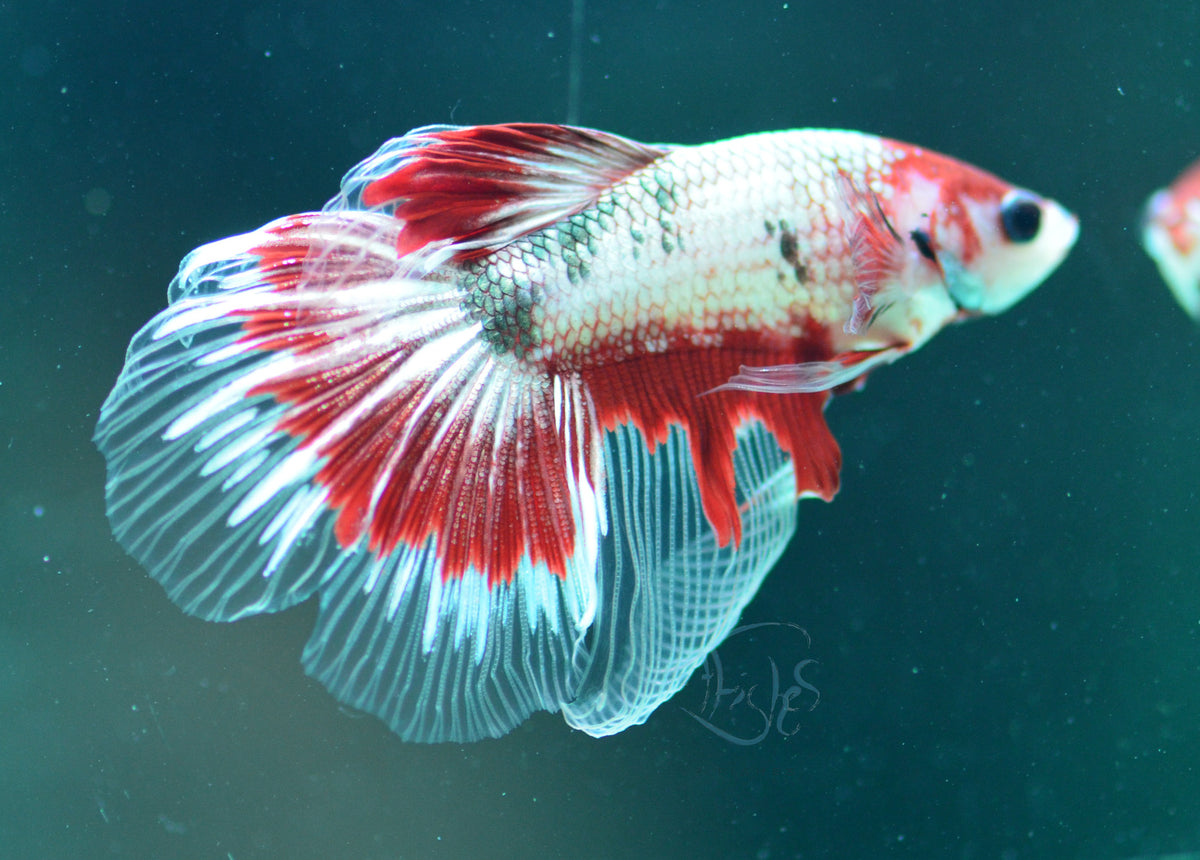 Copper Red Fancy Delta-tail Male