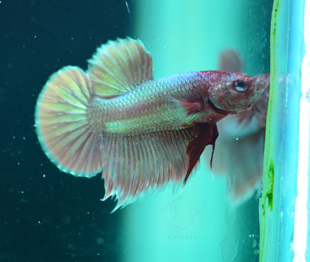 Rose Gold HMPK Male