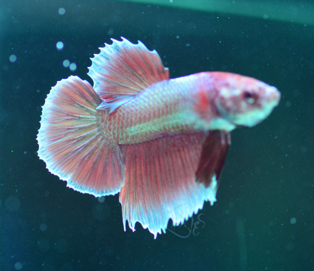 Rose Gold HMPK Male