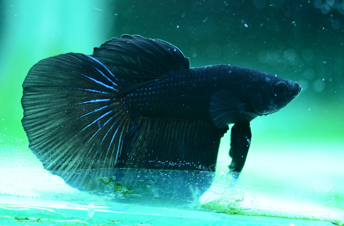 Blue Black Delta-tail Male